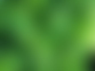 MENTA PIPERITA – L’Olio del Cuore Allegro