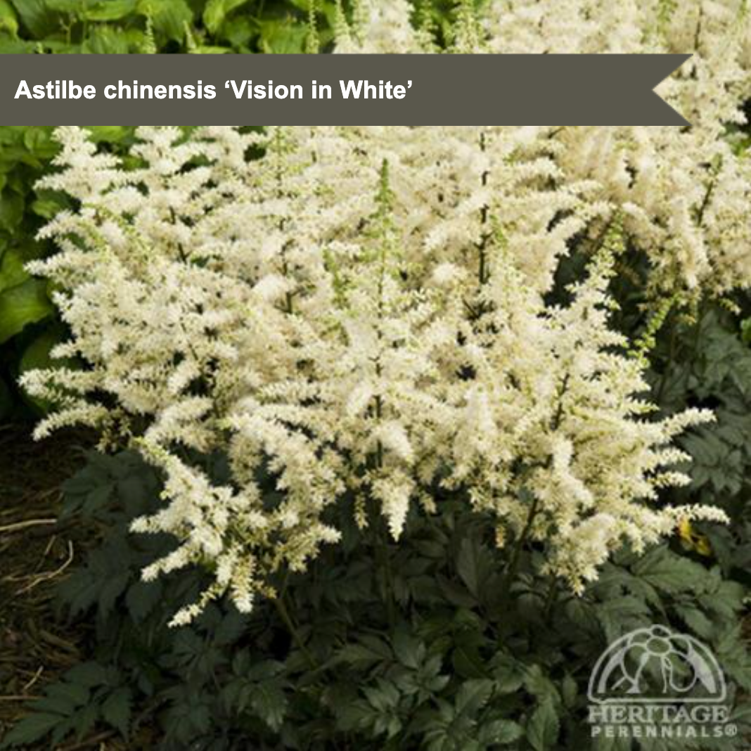 Chinese Astilbe 'Vision in White'