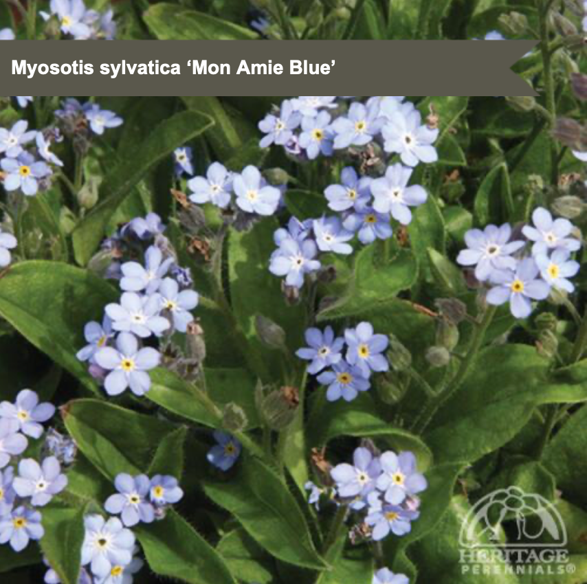 Forget-Me-not 'Mon Amie Blue'