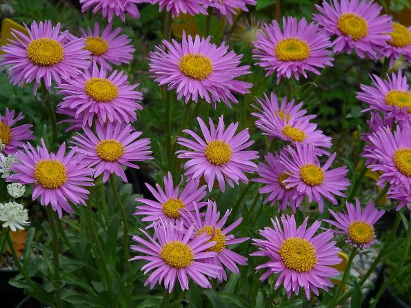 Alpine Aster 'Happy End'