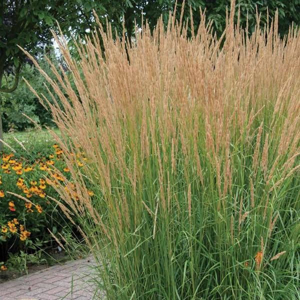Feather Reed Grass 'Karl Foerster'