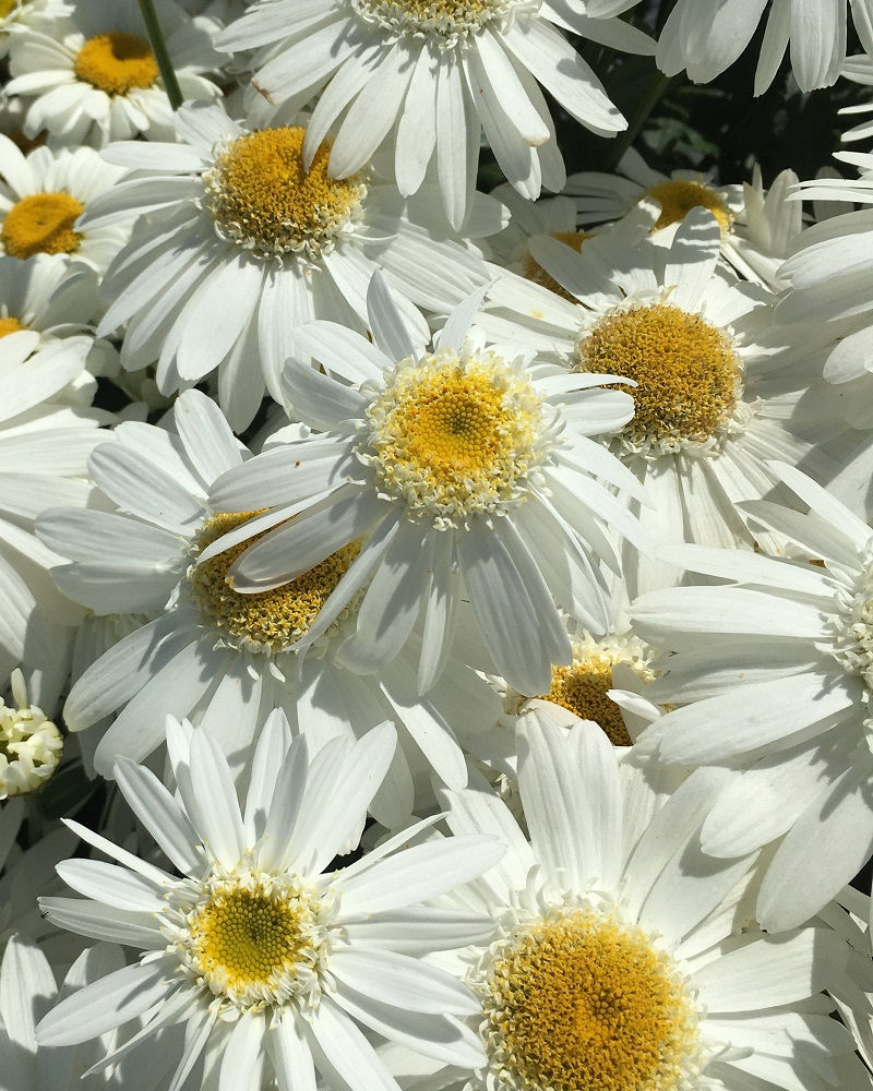 Shasta Daisy Sweet Daisy® 'Birdy'
