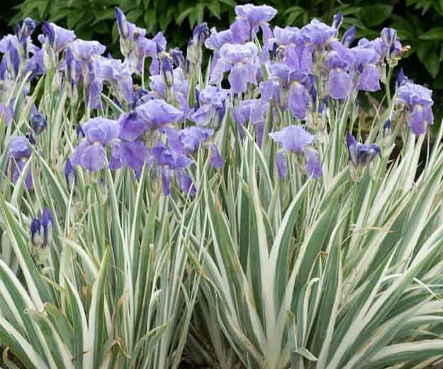 Silver-Variegated Sweet Iris