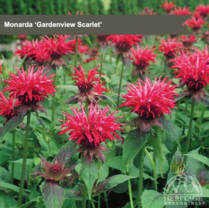Beebalm 'Gardenview Scarlet'