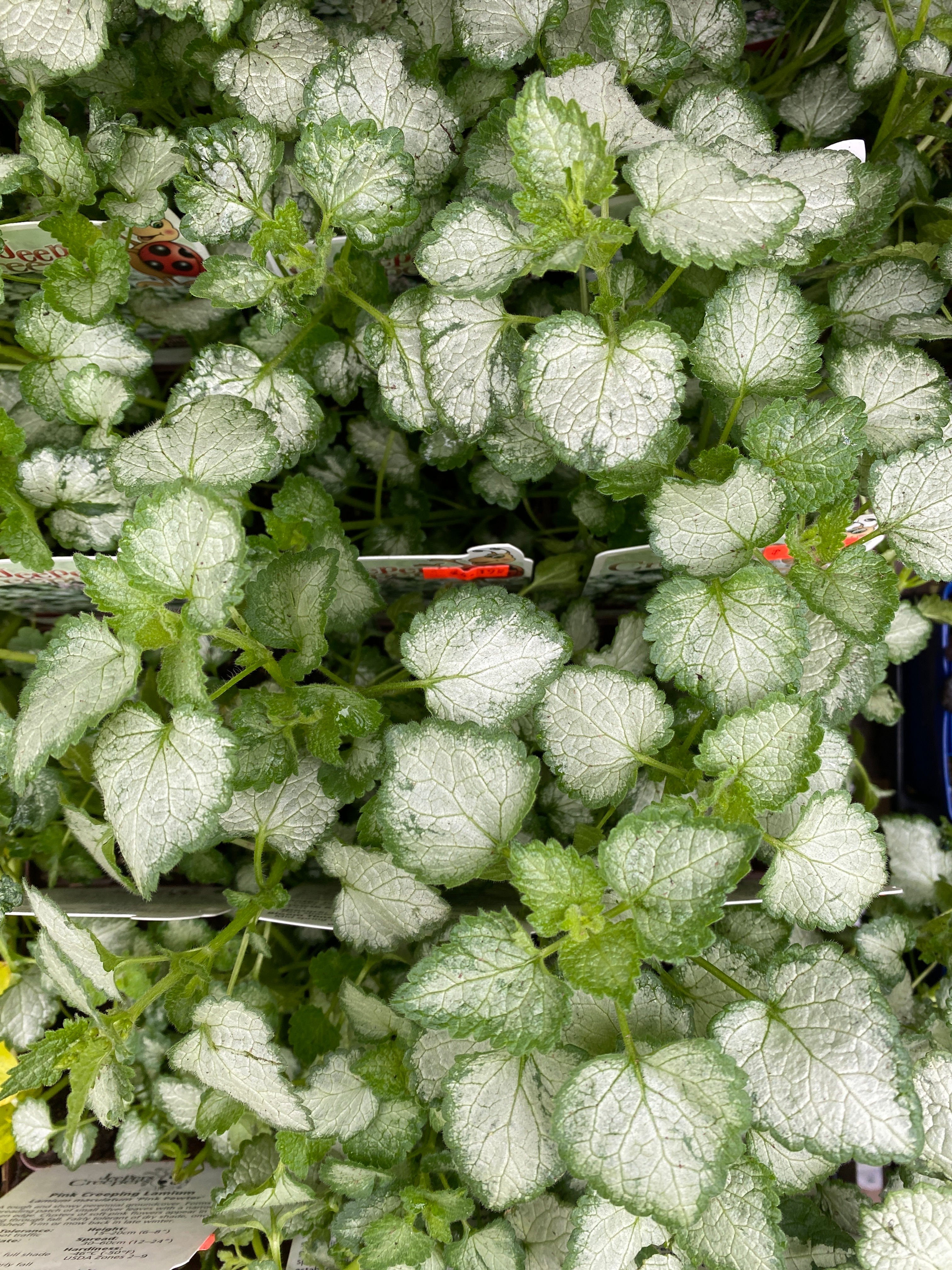 Creeping Lamium 'Pink Pewter'