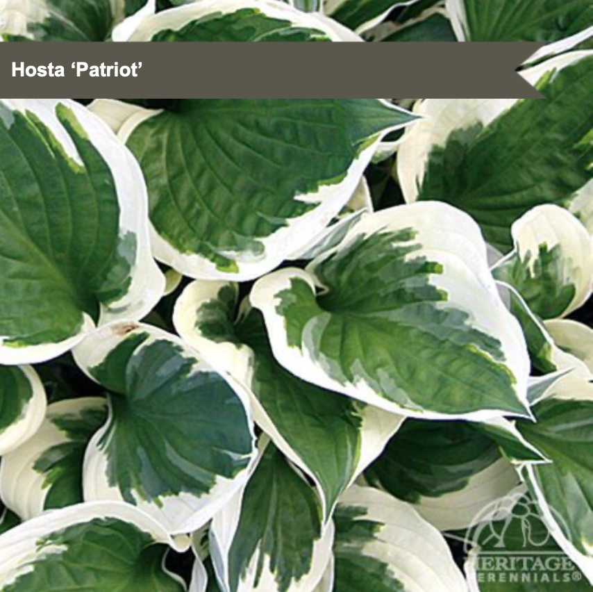 Hosta ‘Patriot’