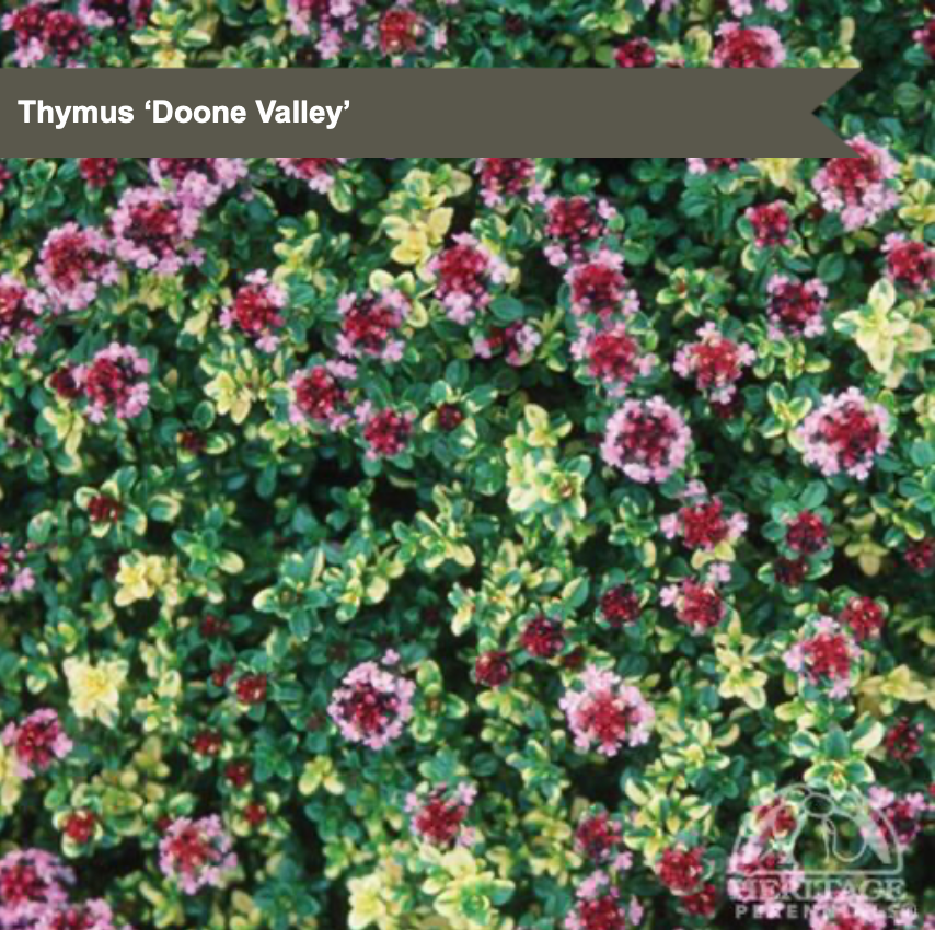 Creeping Thyme 'Doone Valley'