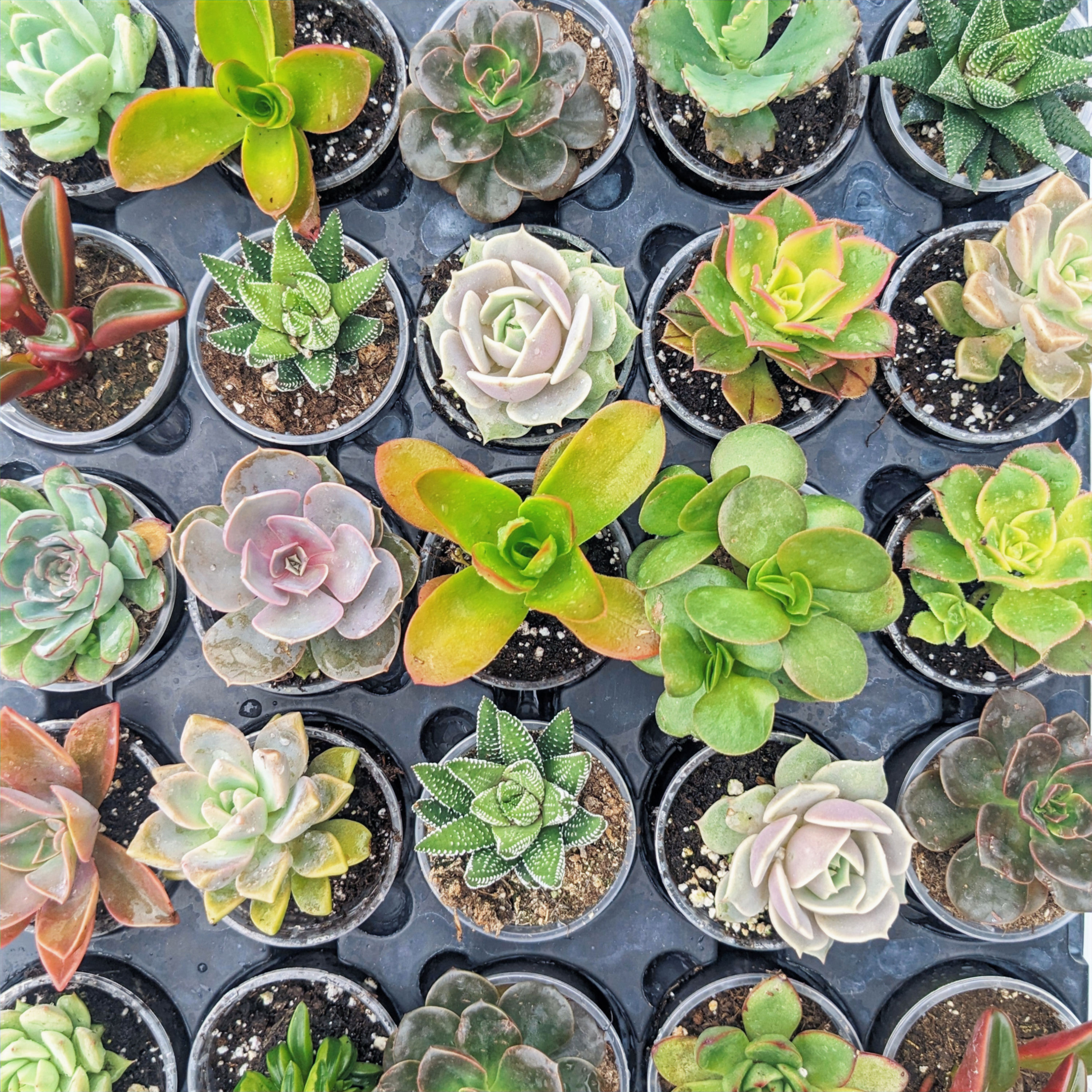 2.5" Assorted Succulents — Bulk (PAK 28)