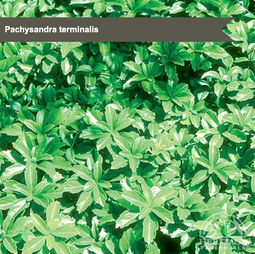 Japenese Spurge