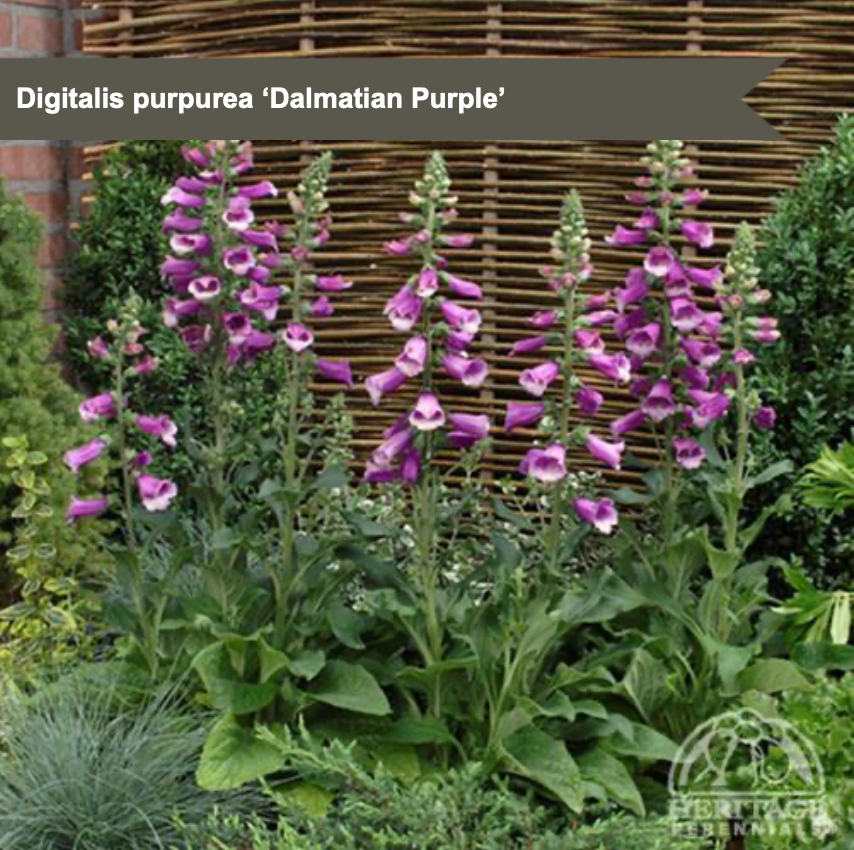 Foxglove 'Dalmation Purple'