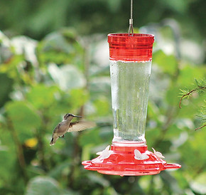 10oz glass humrfeeder