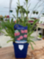 Thumbnail: Alpine Aster 'Happy End'