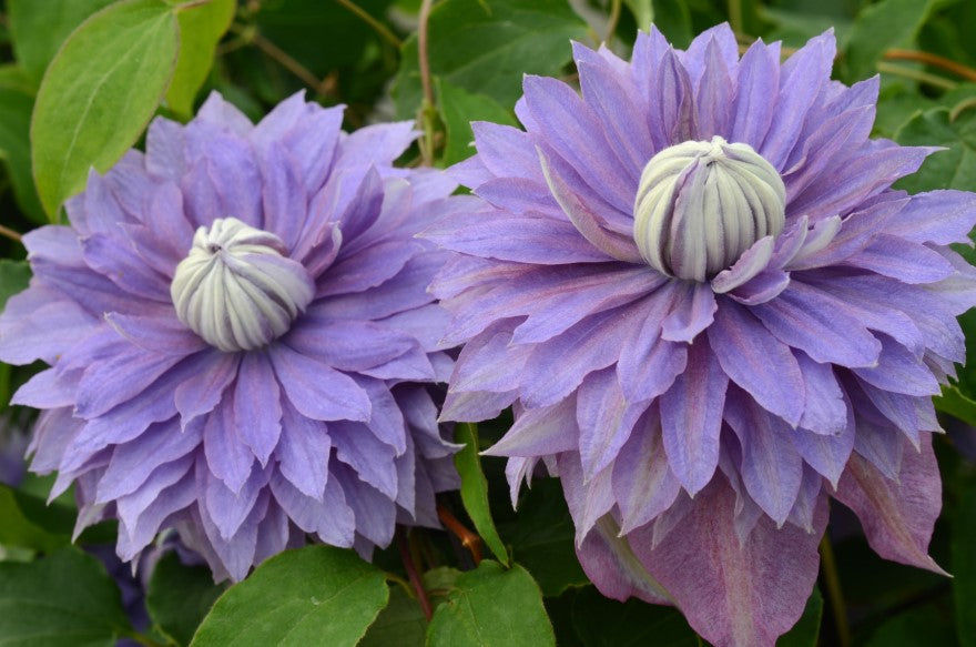 Clematis 'Diamantina™'