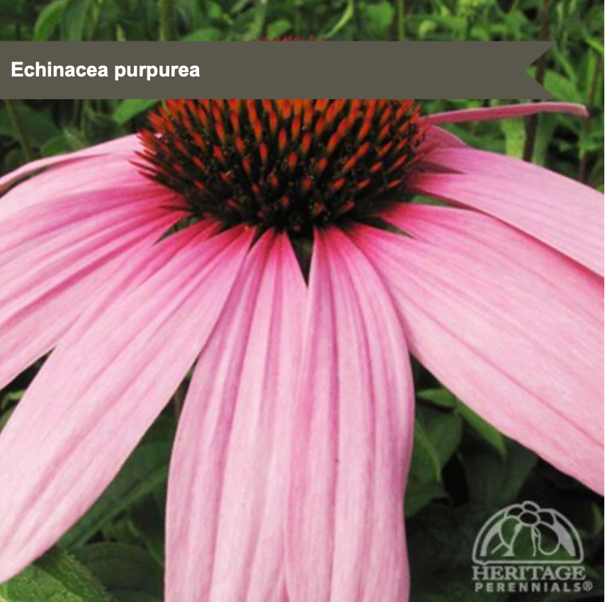 Purple Coneflower