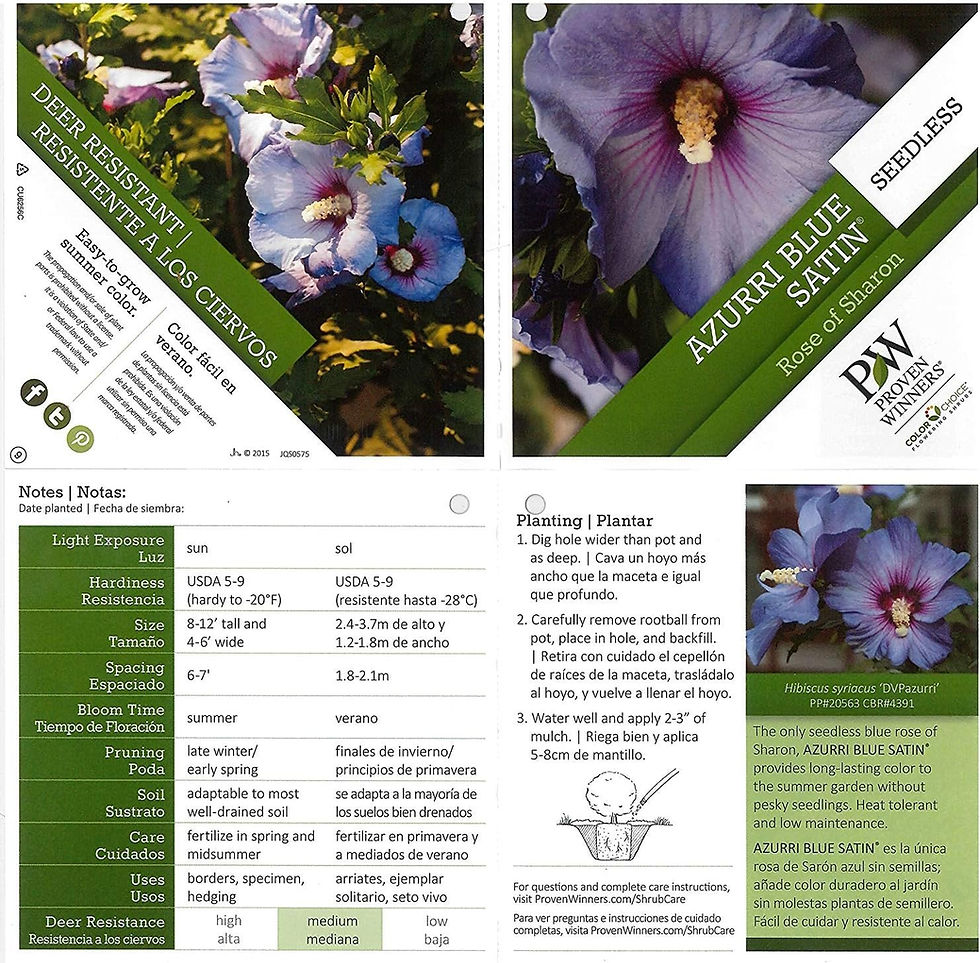 Thumbnail: PW Azurri Blue Satin® Rose of Sharon (Hibiscus)