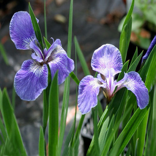 Dwarf Arctic Iris