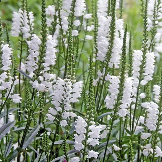 Dwarf Obedient Plant
