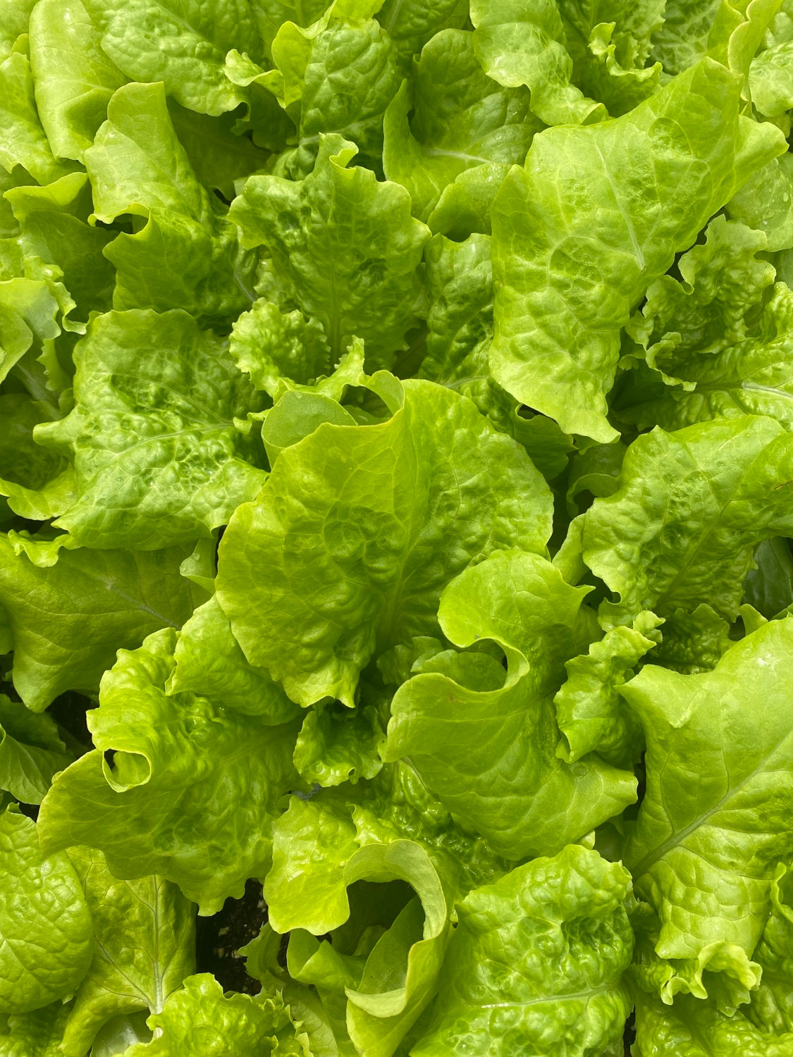 Simpson Elite Lettuce (Various Sizes)