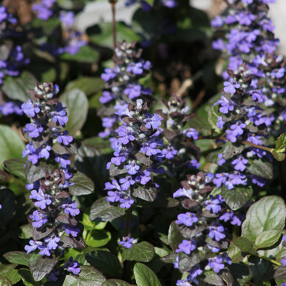 Thumbnail: Carpet Buglen Ajuga 'Mahogany Foam'