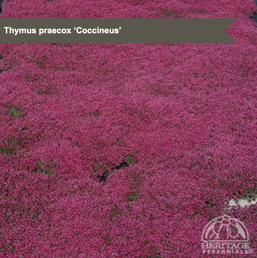 Creeping Thyme 'Coccineus'