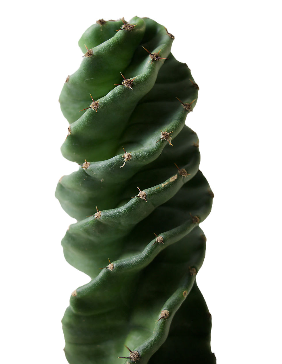 Thumbnail: 3.25" Spiral Cactus
