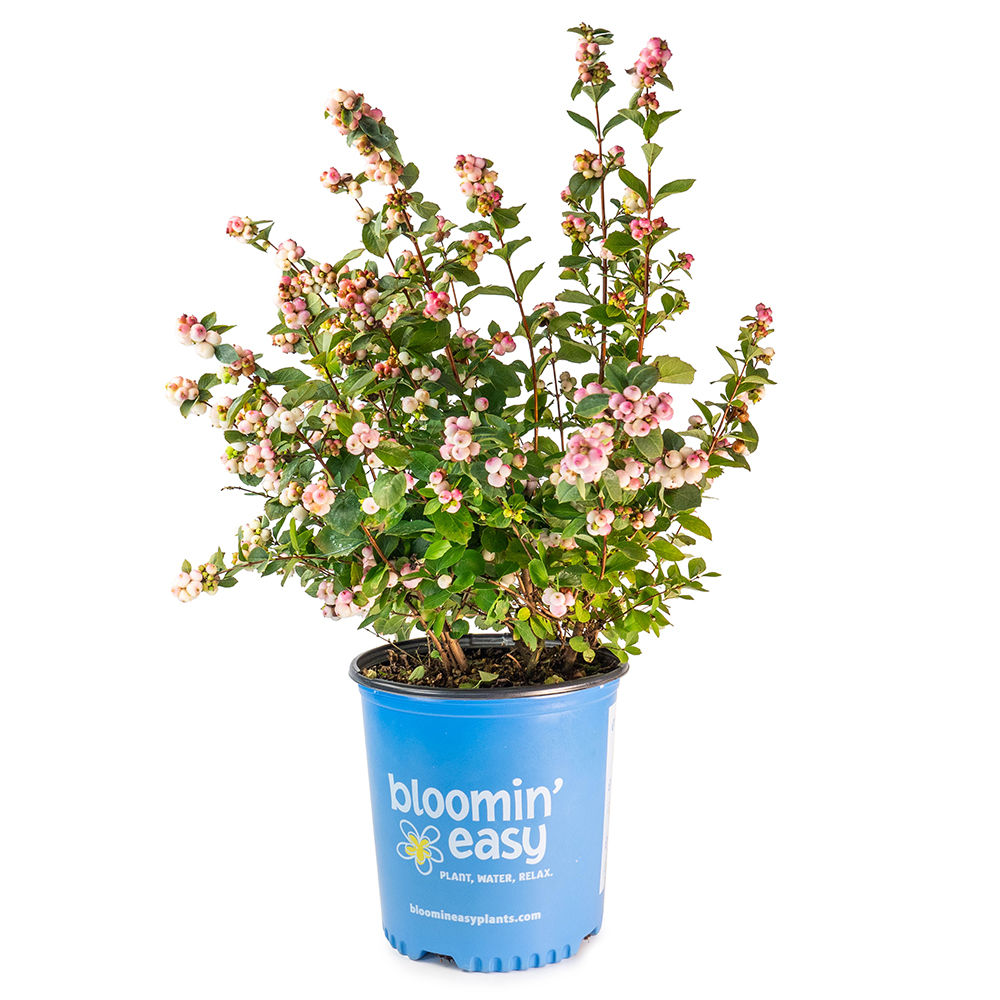 Bloomin' Easy Pink Posy™ Snowberry