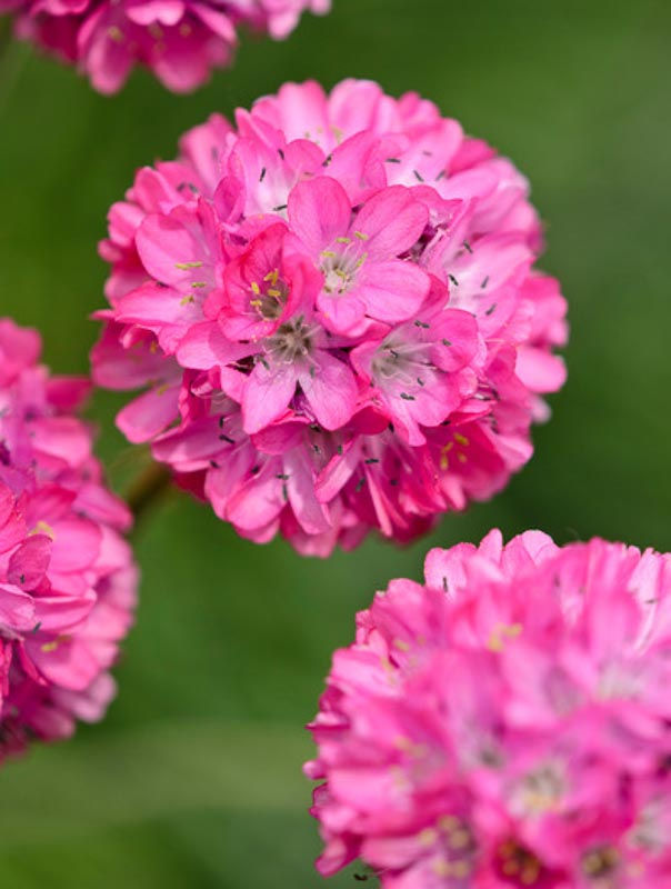 Pink Thrift