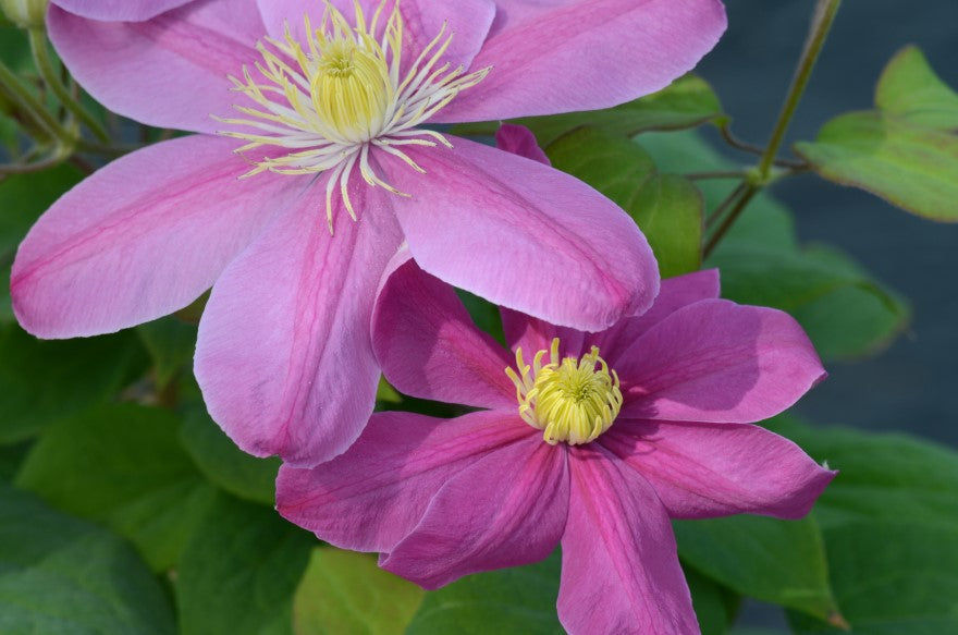 Clematis 'Alaina™'