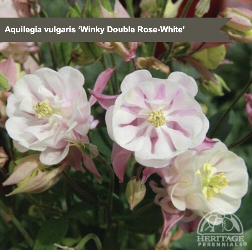 Columbine 'Winkly Double Rose-White'