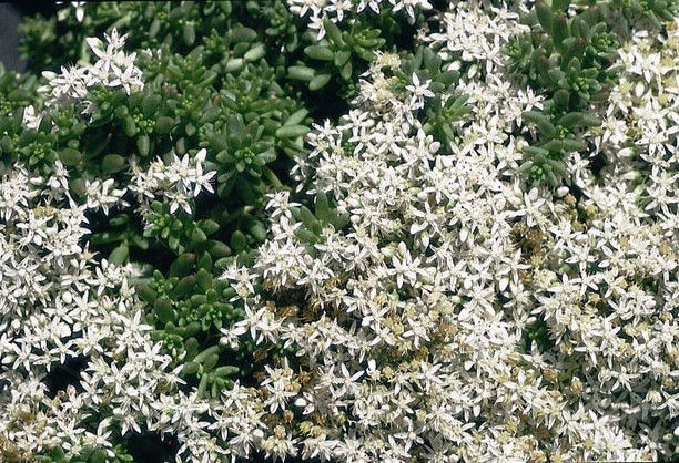 Coral Carpet Stonecrop