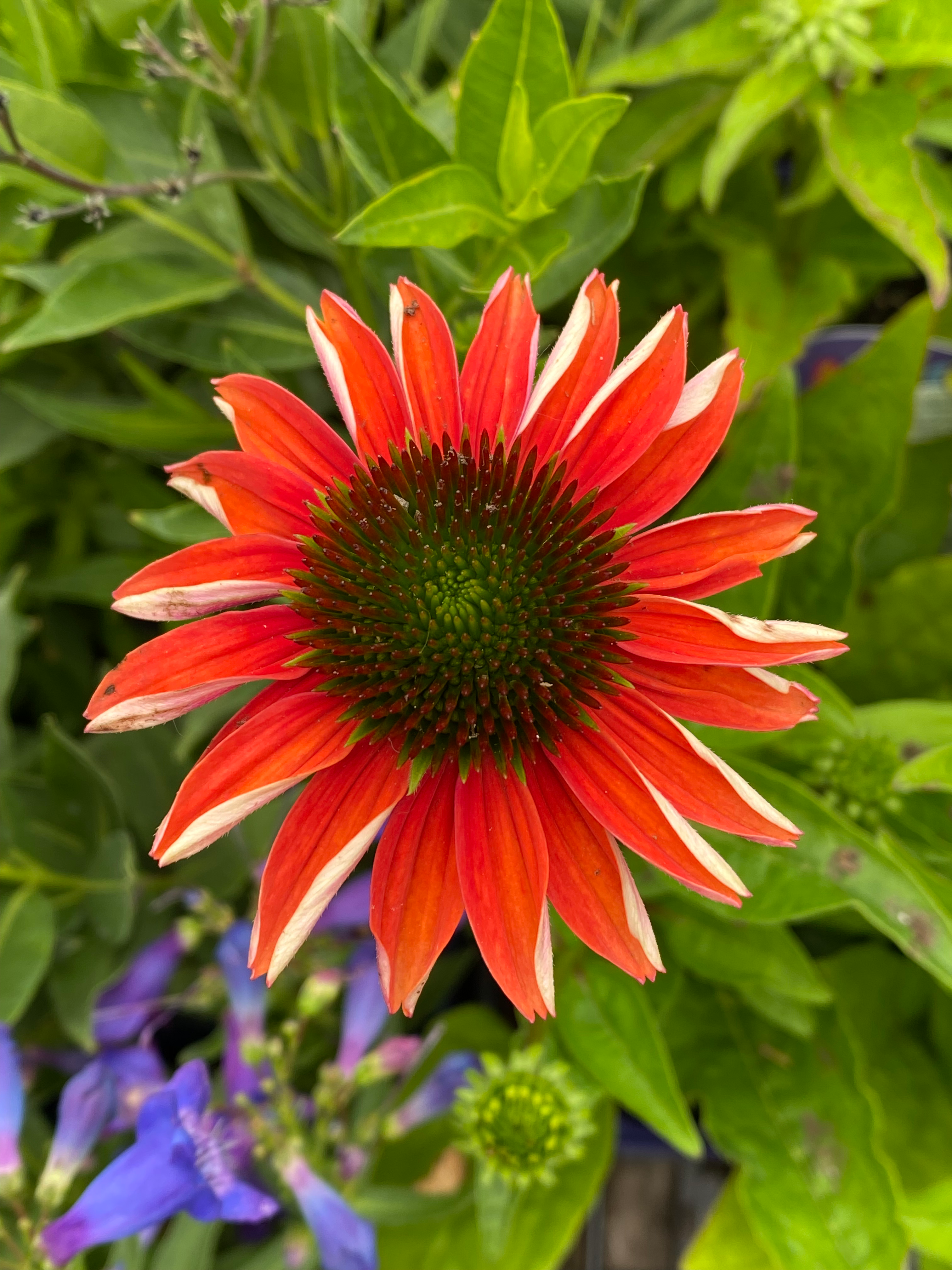 Hybrid Coneflower 'Artisan™ Red Ombre'