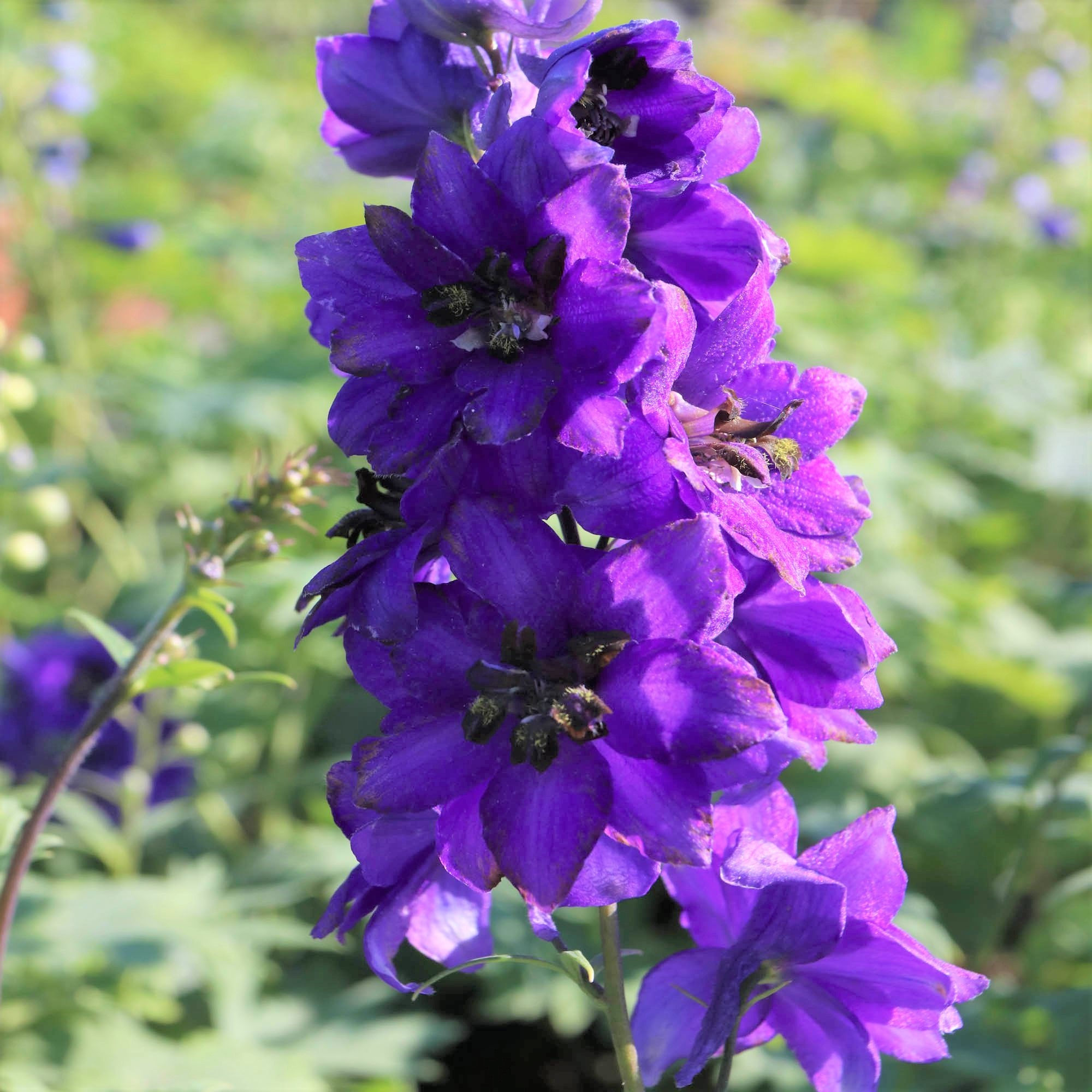 Pacific Giant Delphinium 'Black Knight'