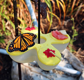 butterfly feeder