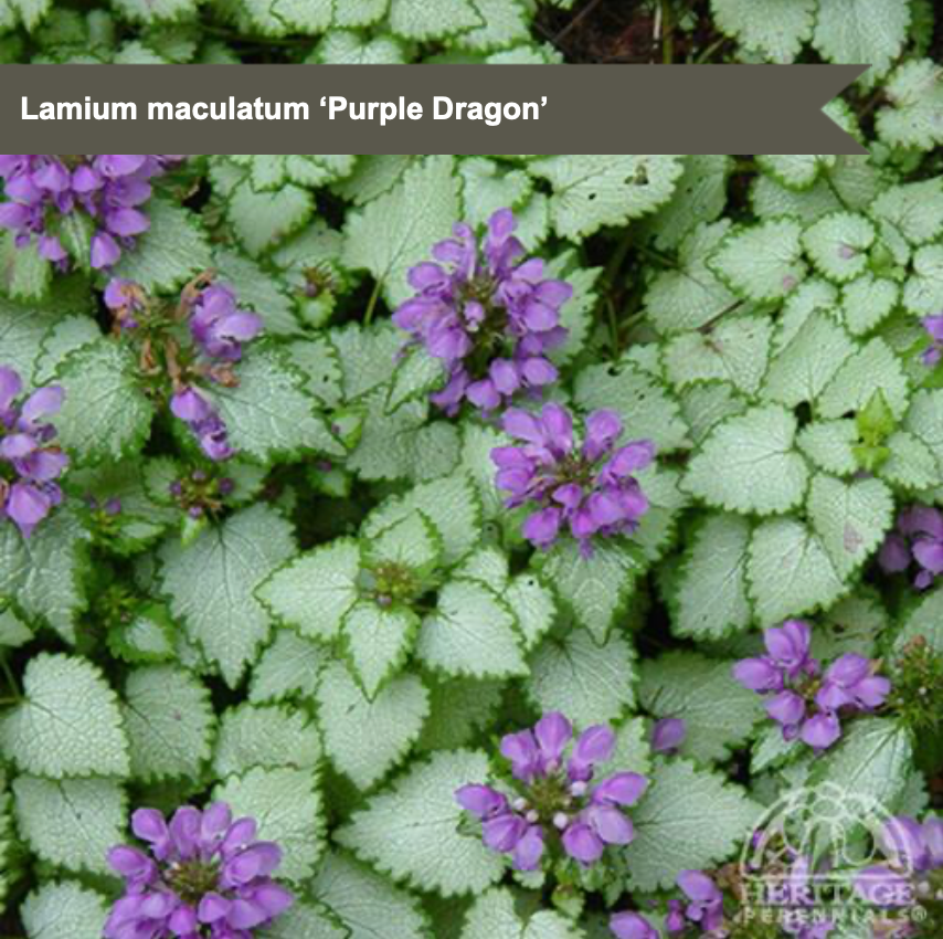 Creeping Lamium 'Purple Dragon'