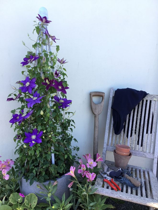Thumbnail: Clematis 'Duchess of Cornwall'