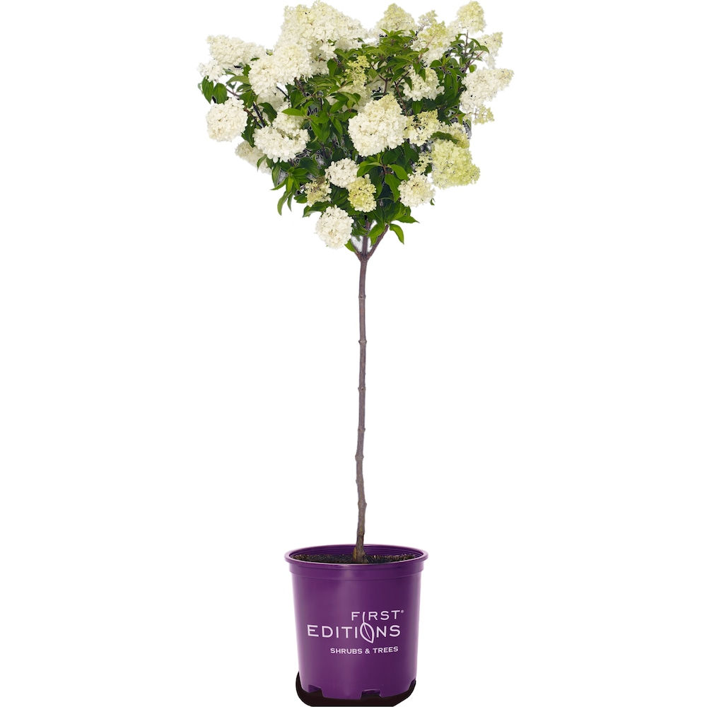 Vanilla Strawberry™ Standard Hydrangea