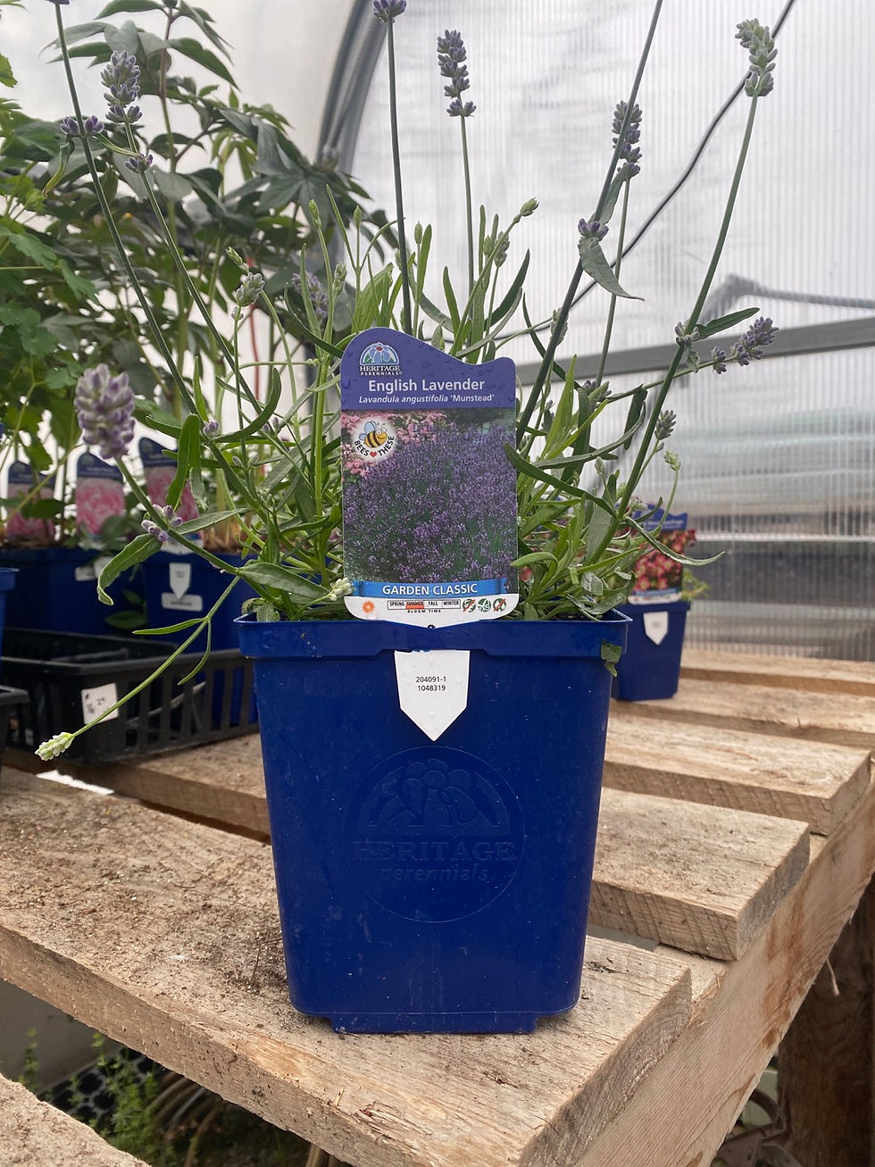 Thumbnail: English Lavender 'Munstead'