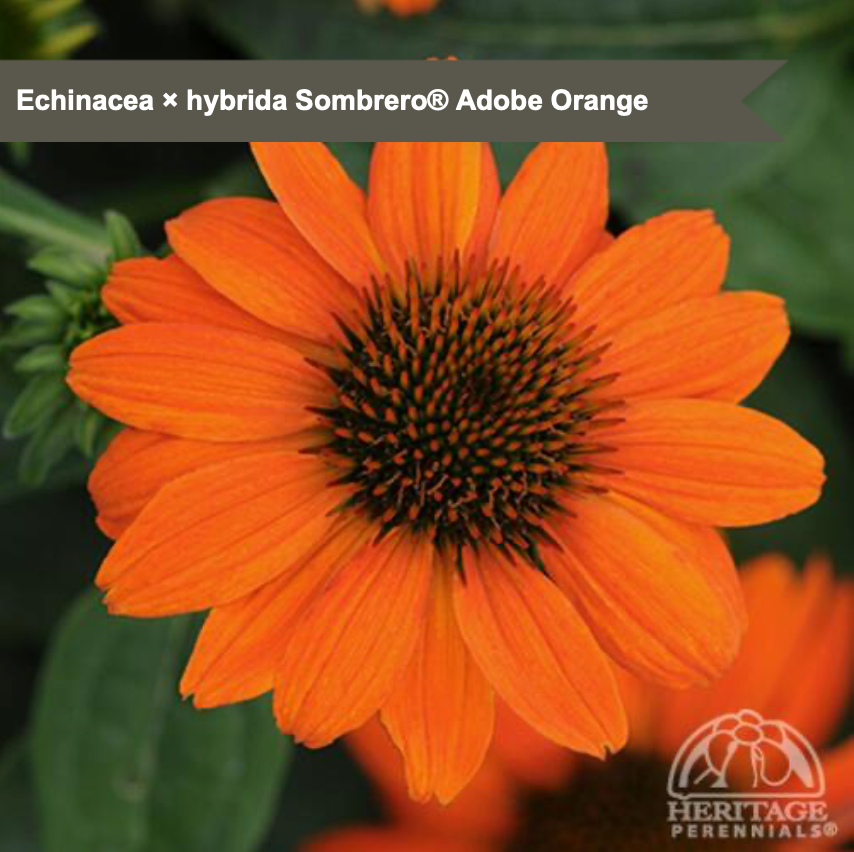 Hybrid Coneflower 'Sombrero® Adobe Orange'