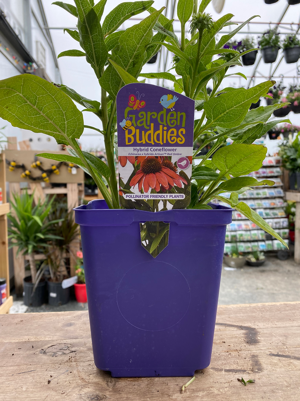 Thumbnail: Hybrid Coneflower 'Artisan™ Red Ombre'