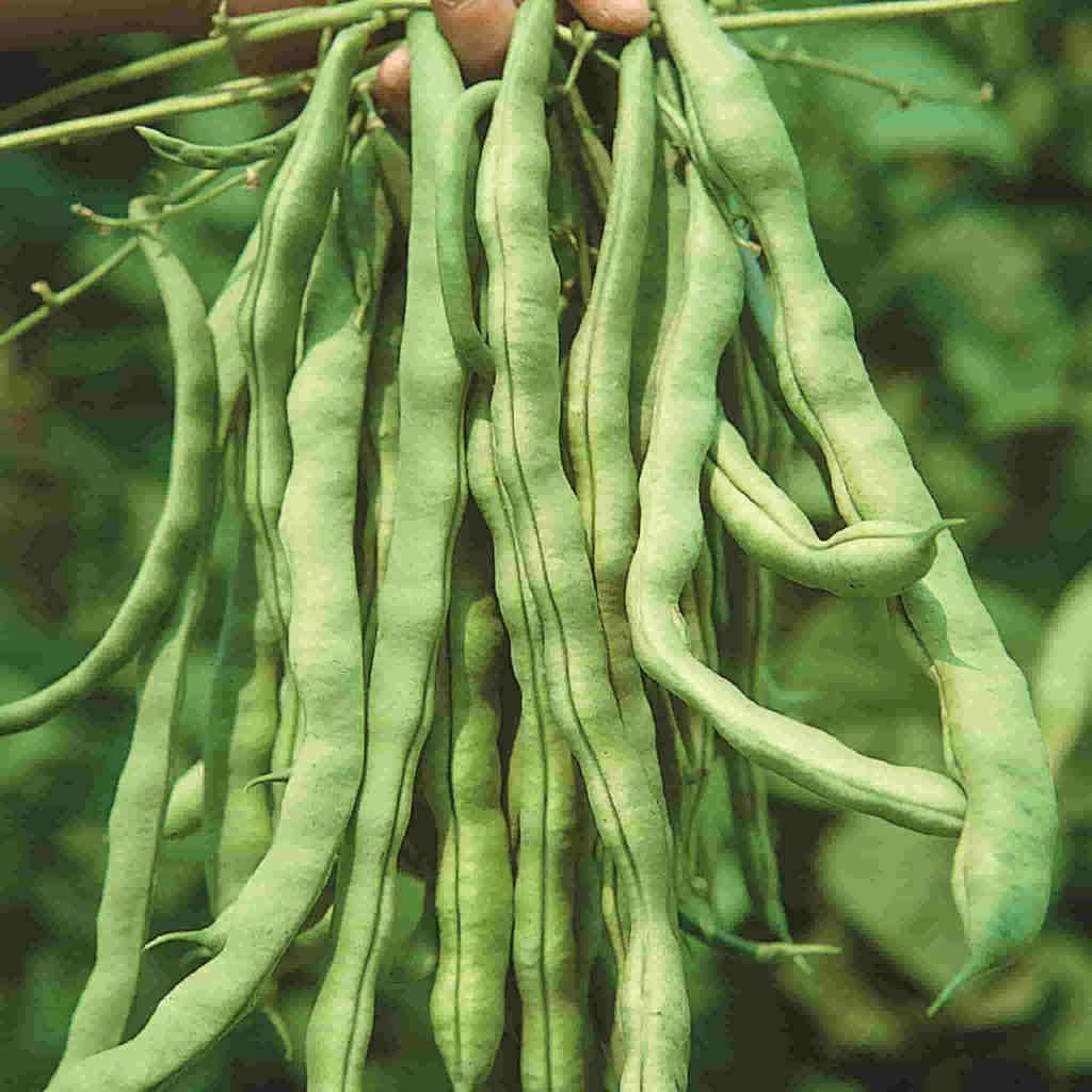 OSC® Pole Bean Seeds