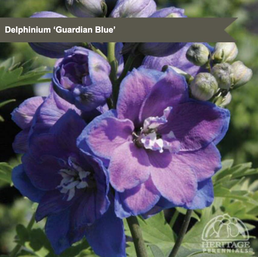 Guardian Delphinium 'Guardian Blue'