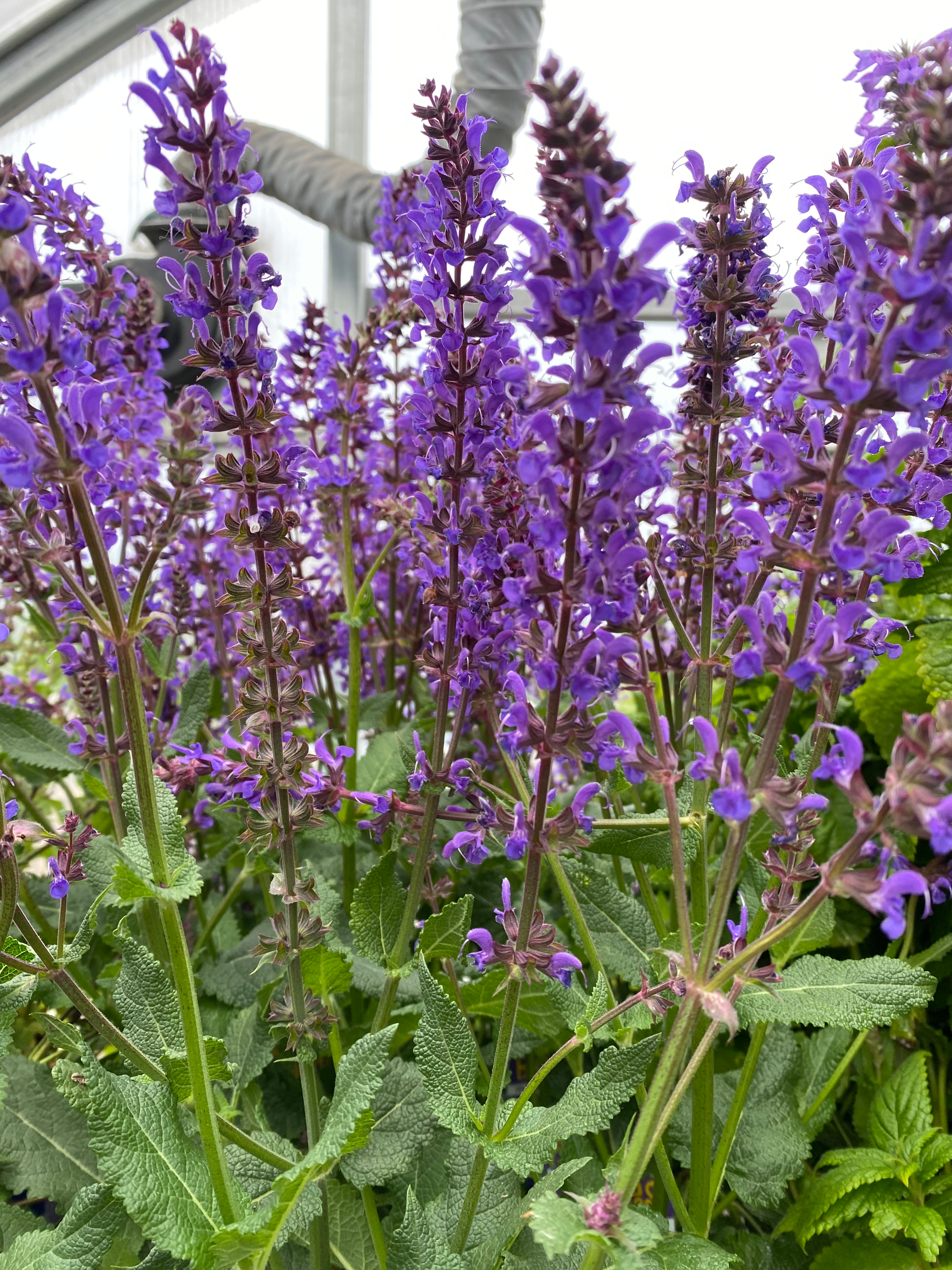 Hybrid Perennial Sage