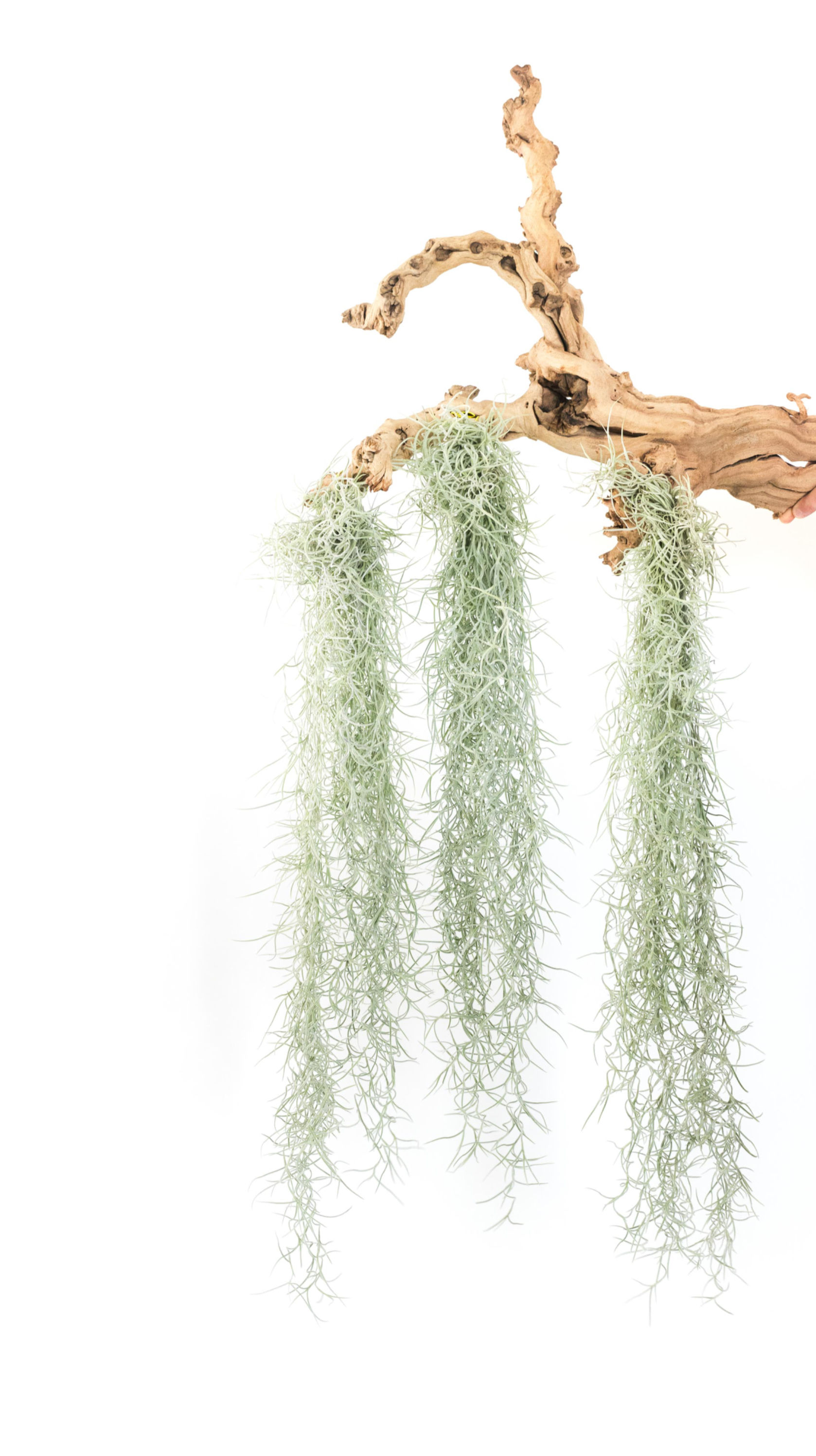 Spanish Moss (Tillandsia Usenoides)
