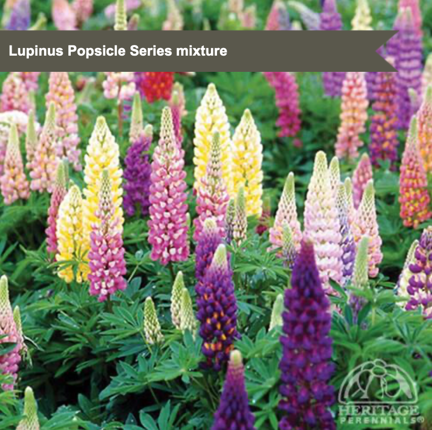 Popsicle Lupine Mixture