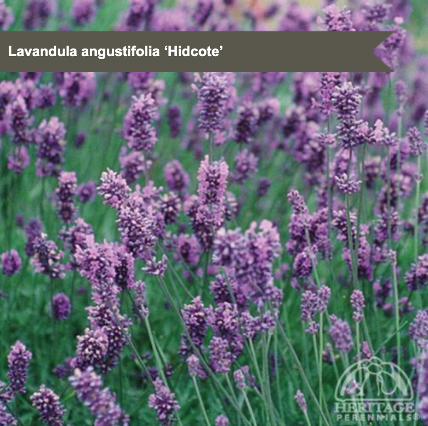 English Lavender 'Hidcote'