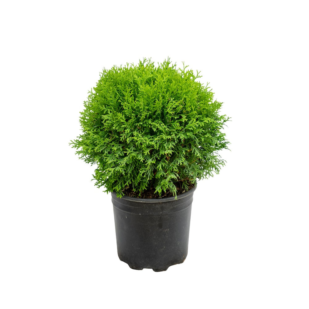 Little Giant Globe Cedar | 2Gal.