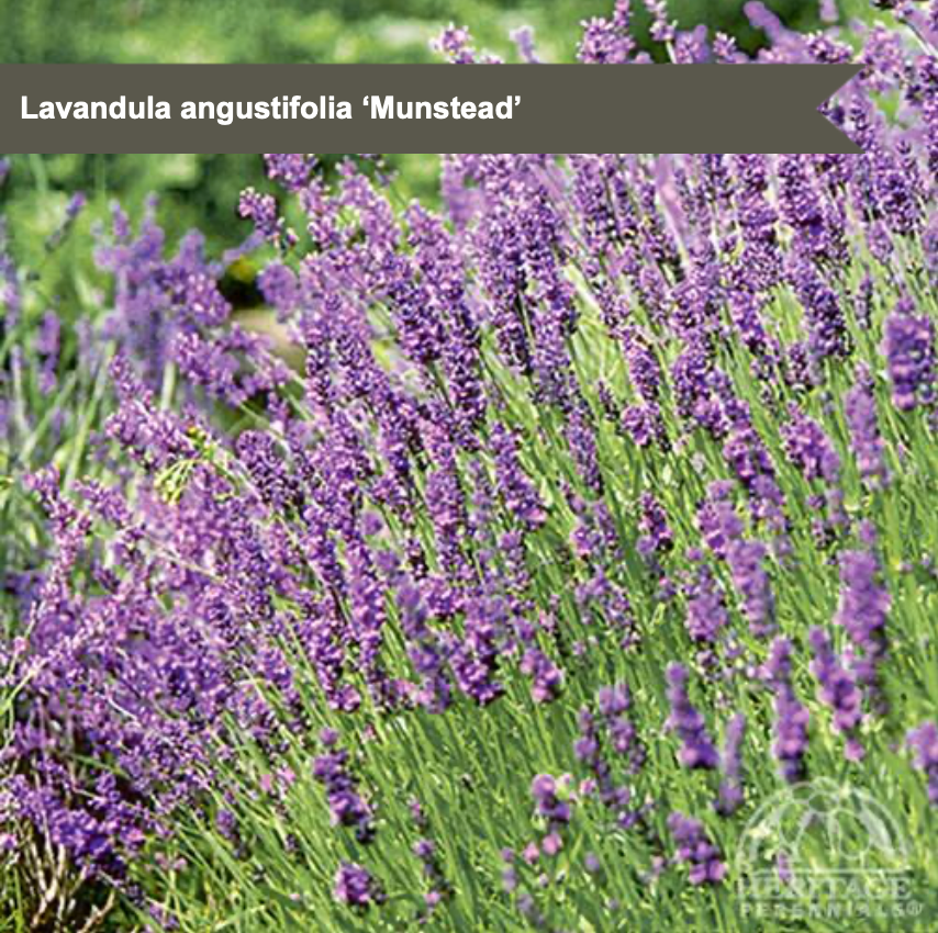 English Lavender 'Munstead'