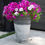 Thumbnail: Curved Vase Planter