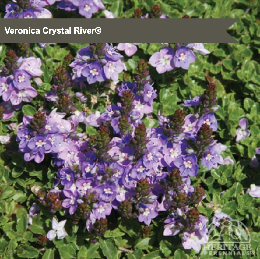 Carpet Speedwell 'Crystal River®'