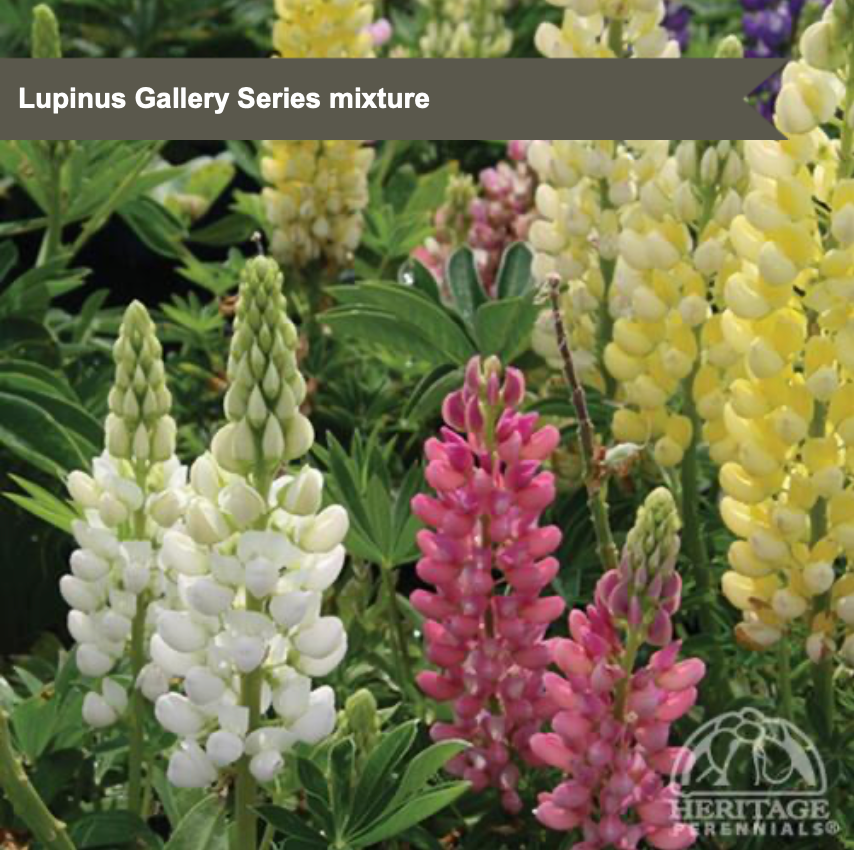 Dwarf Lupine